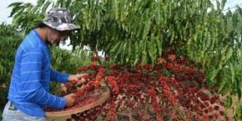 Região Vulcânica, terroir apropriado para produção de Cafés Especiais 